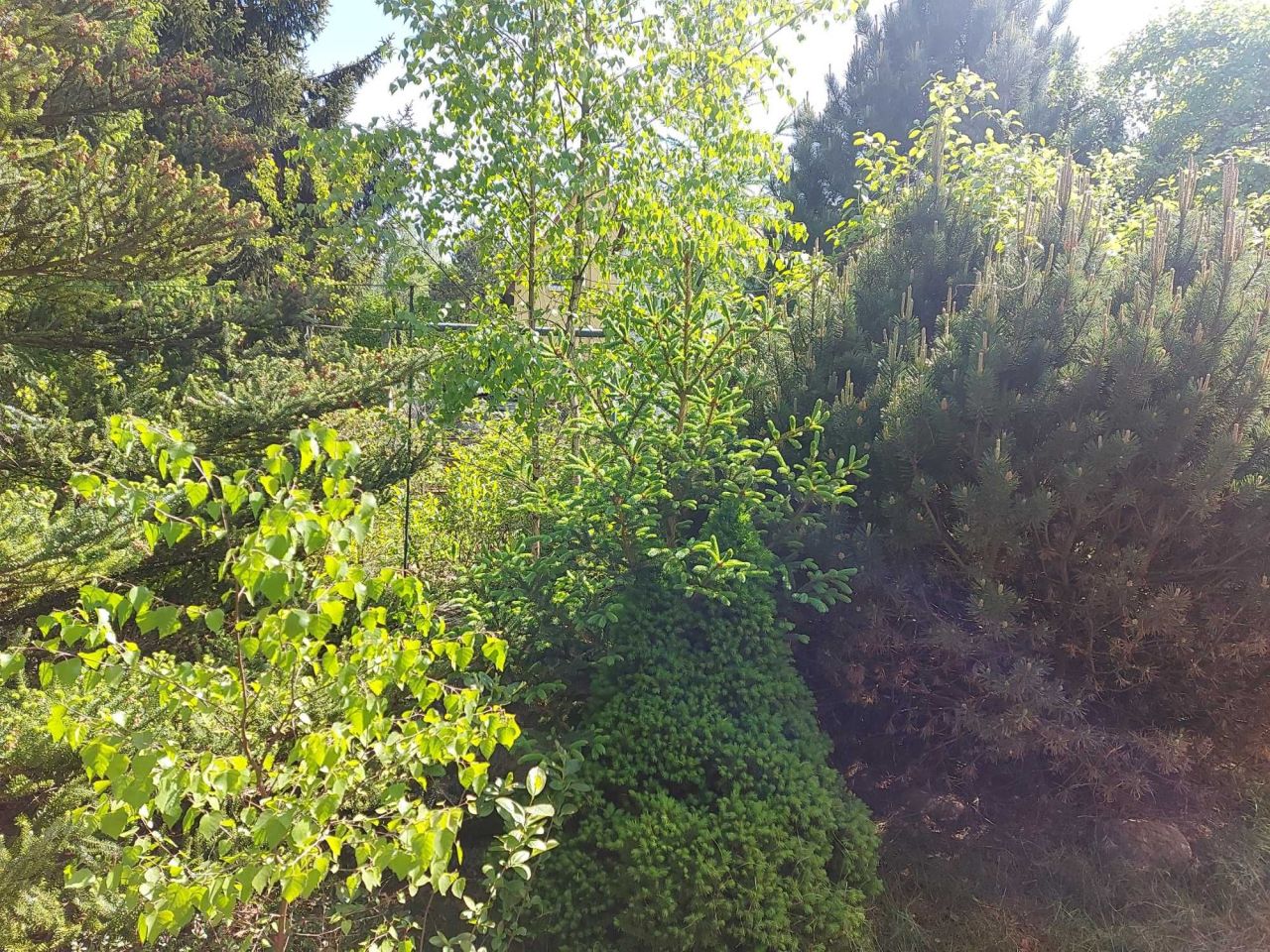 dom letniskowy Orzechów-Kolonia. Zdjęcie 6