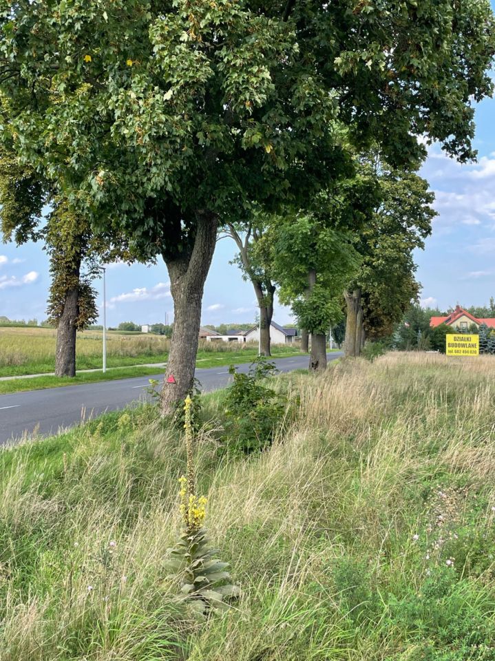 Działka budowlana Rybno Wielkie, ul. Lipowa. Zdjęcie 6