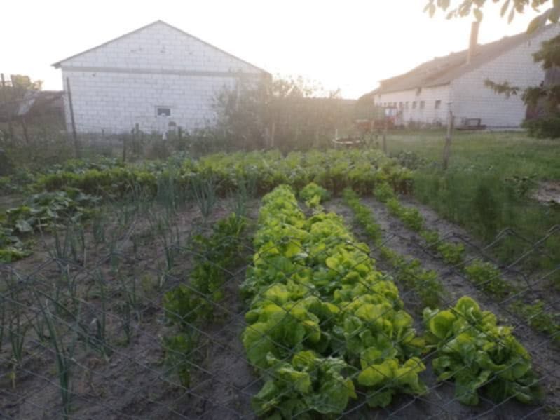 Działka siedliskowa Radomek. Zdjęcie 6