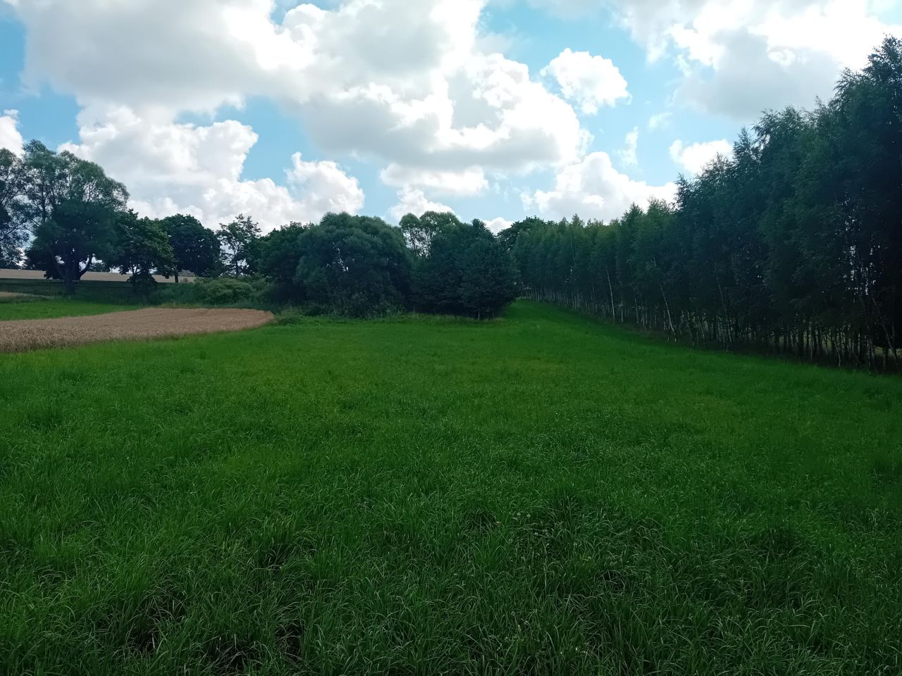 Działka rolna Strzygi. Zdjęcie 3