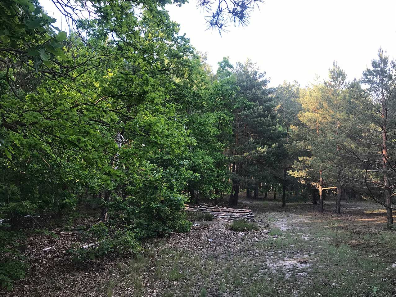 Działka leśna Warszawa Choszczówka, ul. Różopole. Zdjęcie 4