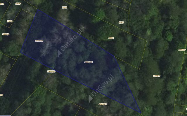 Działka leśna Rycerka Dolna Głębokie. Zdjęcie 1