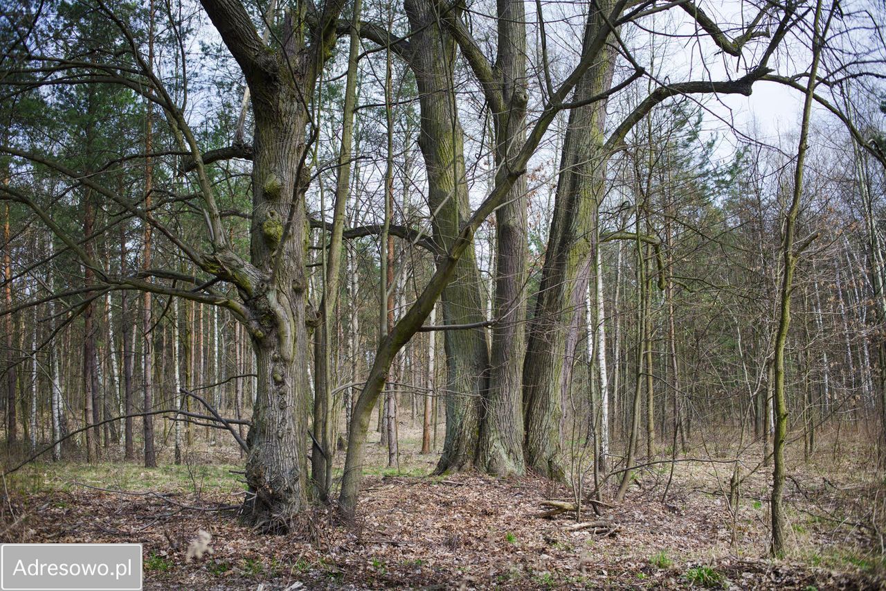 Działka Warszawa Stara Miłosna, ul. Torfowa. Zdjęcie 2
