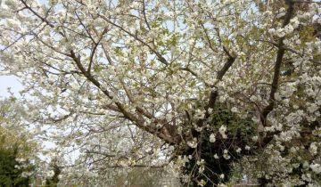 Działka rod Gubin, ul. Kresowa