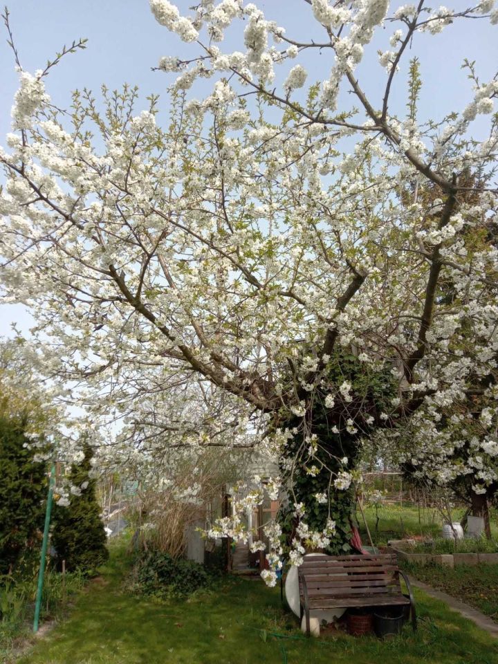 Działka rod Gubin, ul. Kresowa. Zdjęcie 2