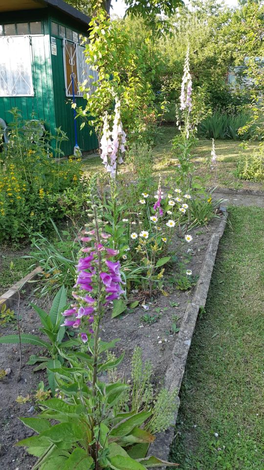 Działka rod Zielona Góra Centrum, ul. Andrzeja Struga. Zdjęcie 11