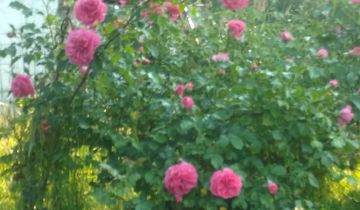 Działka rod Grodzisk Wielkopolski