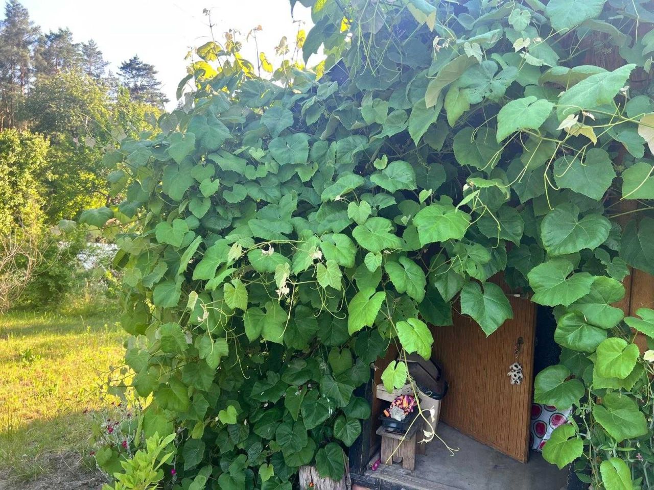 Działka rod Zielona Góra. Zdjęcie 3