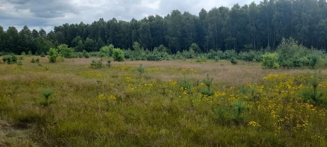 Działka rolno-budowlana Krępica. Zdjęcie 2