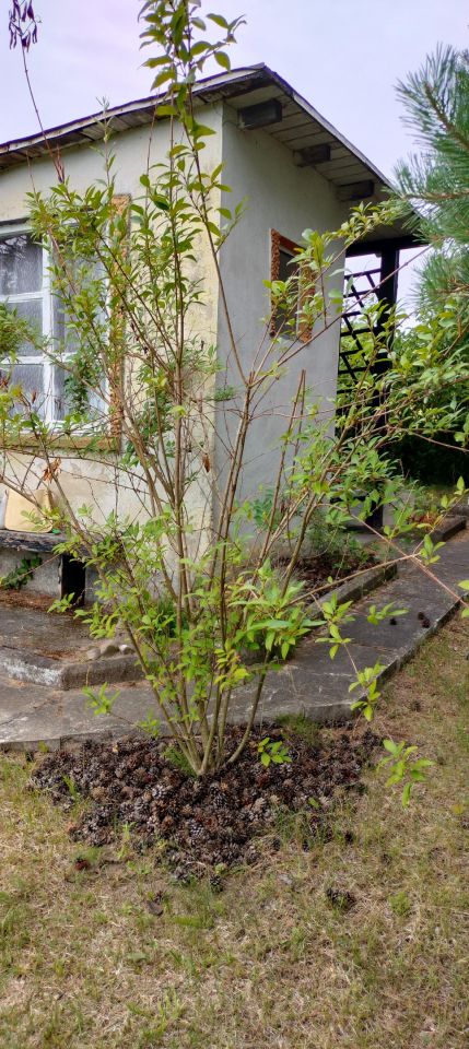 Działka rod Szpęgawsk. Zdjęcie 2