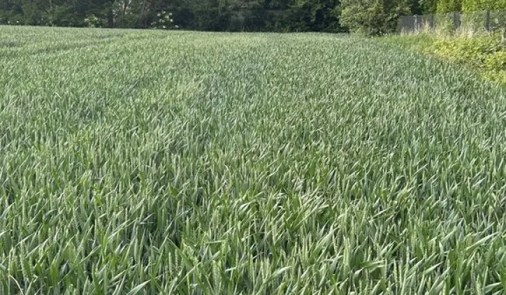 Działka Gardzienice Drugie