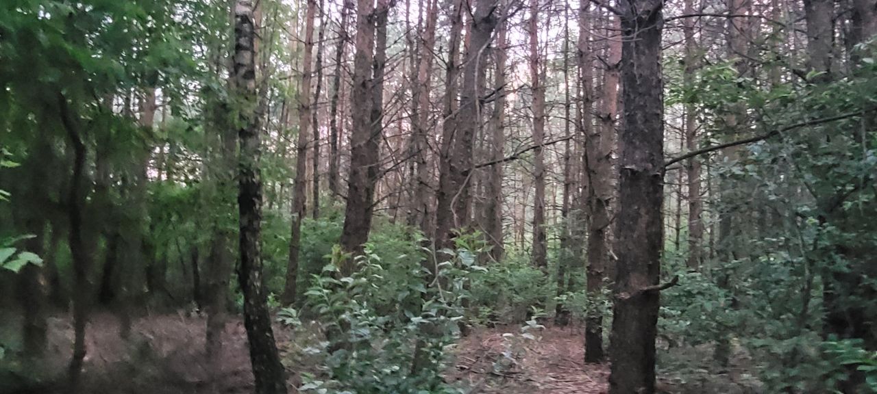 Działka leśna Sinogóra. Zdjęcie 4