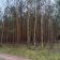 Działka leśna Kiełpin. Zdjęcie 6