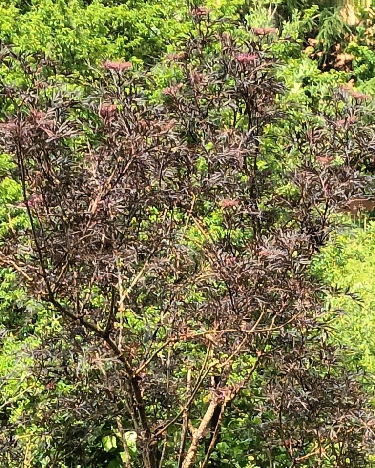 bliźniak, 5 pokoi Elbląg, NARUTOWICZA. Zdjęcie 13