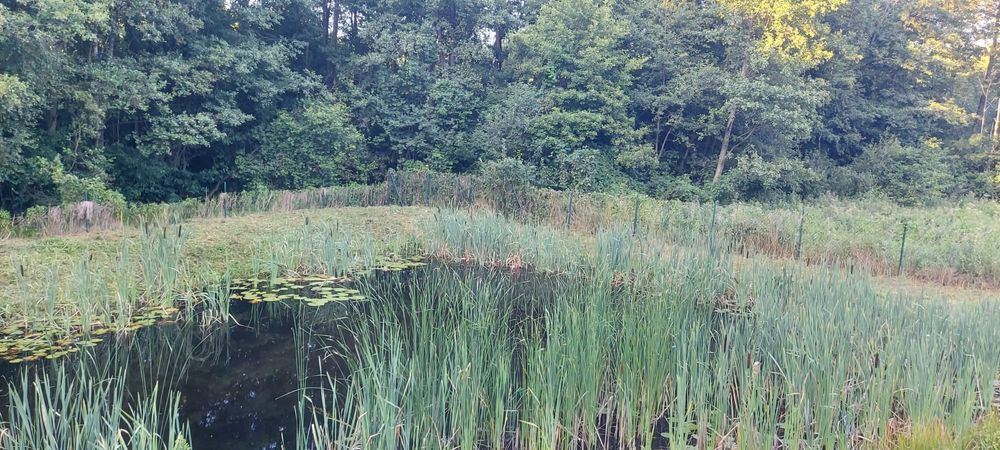 Działka budowlana Ruda. Zdjęcie 4