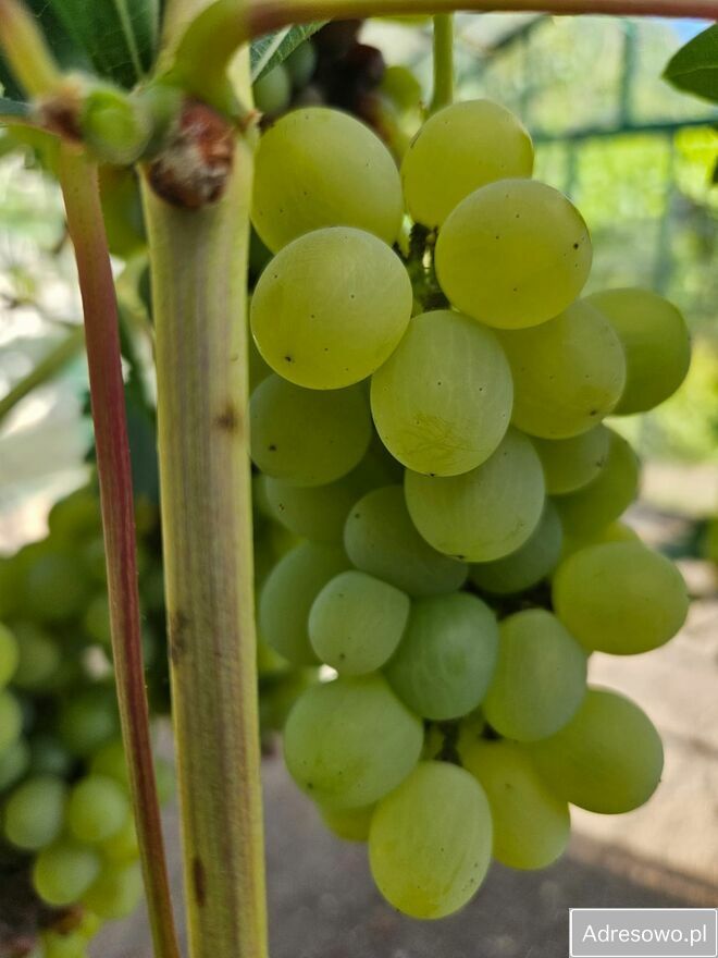 Działka rod Opole. Zdjęcie 7