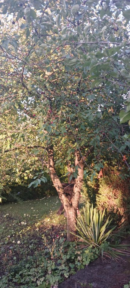 Działka rod Inowrocław, Szosa Bydgoska. Zdjęcie 11