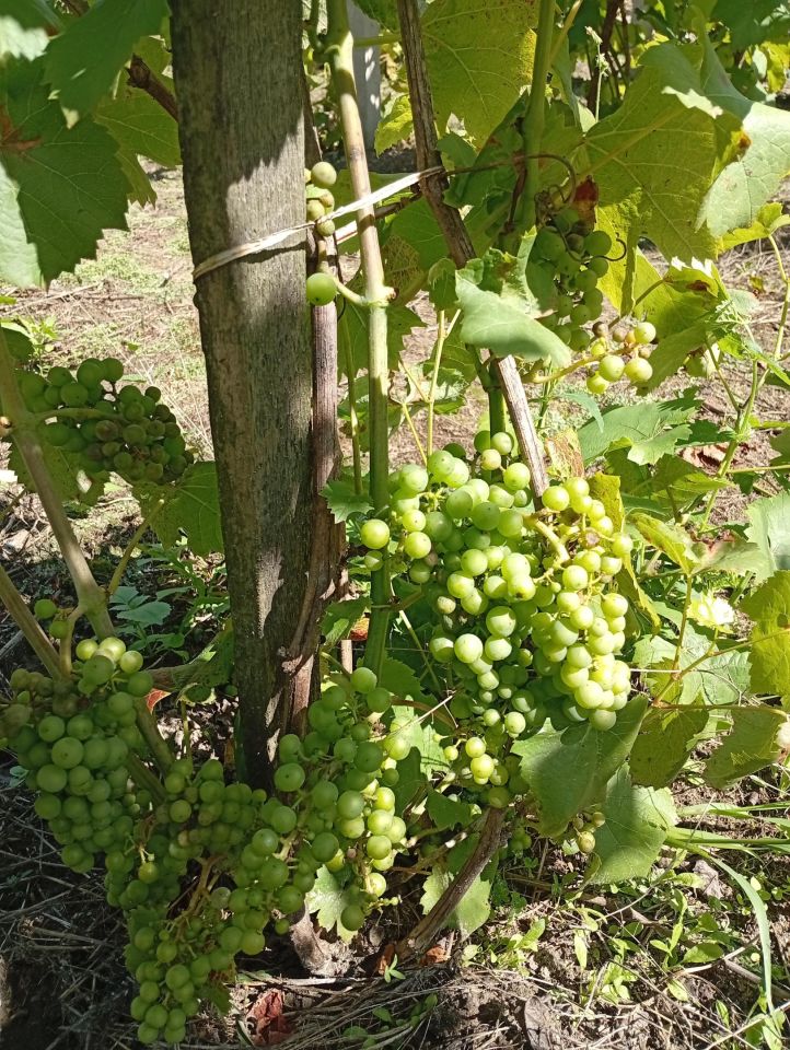 Działka budowlana Ludwinów. Zdjęcie 8