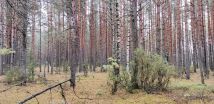 Działka leśna Motułka. Zdjęcie 3