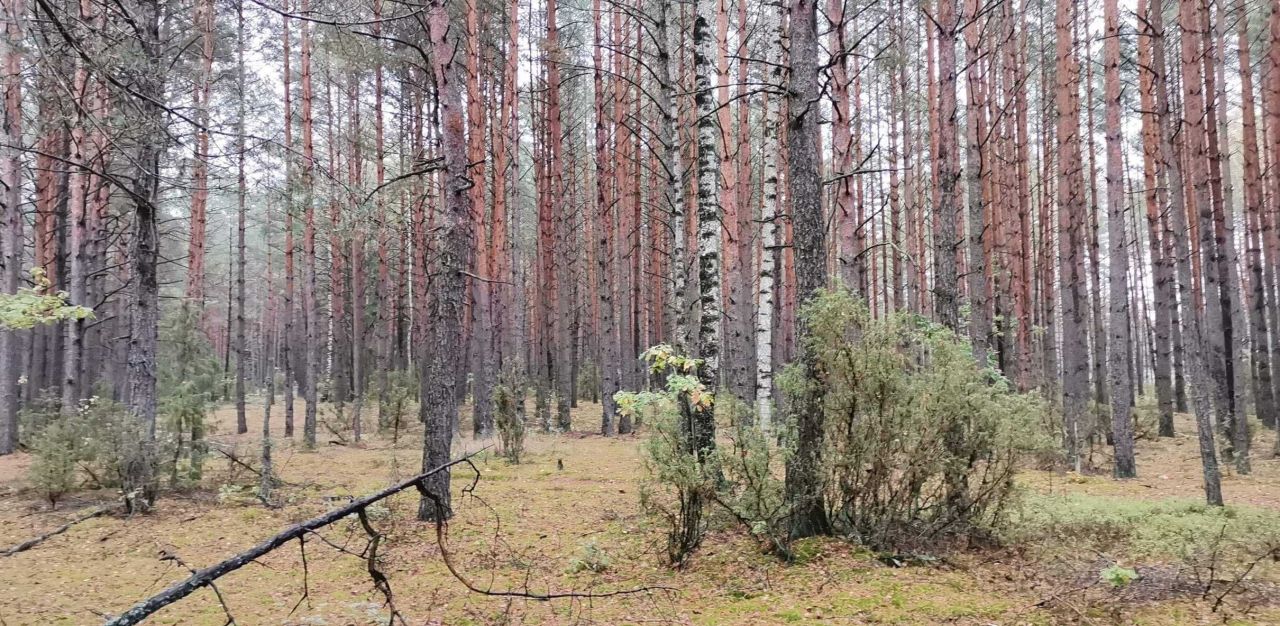 Działka leśna Motułka. Zdjęcie 4
