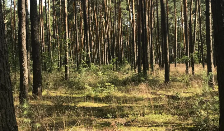 Działka leśna Rudnik nad Sanem, ul. Leśna