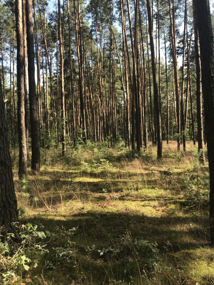 Działka leśna Rudnik nad Sanem, ul. Leśna. Zdjęcie 1
