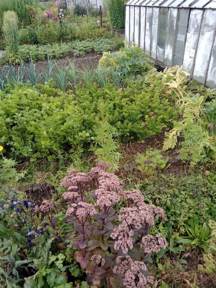 Działka rod Wałbrzych Podzamcze. Zdjęcie 4