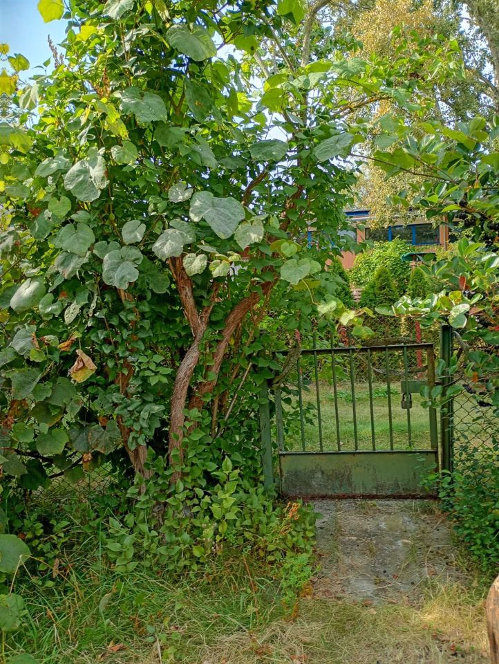 Działka rod Warszawa Wilanów. Zdjęcie 2