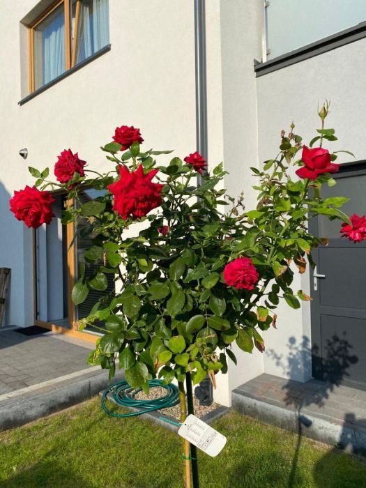 Mieszkanie 3-pokojowe Rumia, ul. Sosnowa. Zdjęcie 6