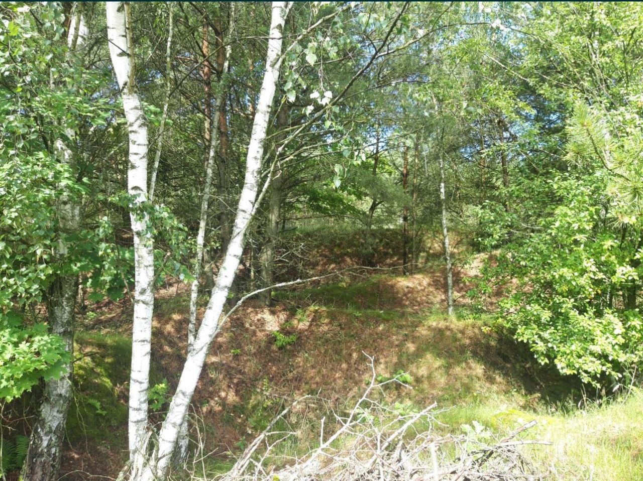 Działka rolna Łysinin. Zdjęcie 5