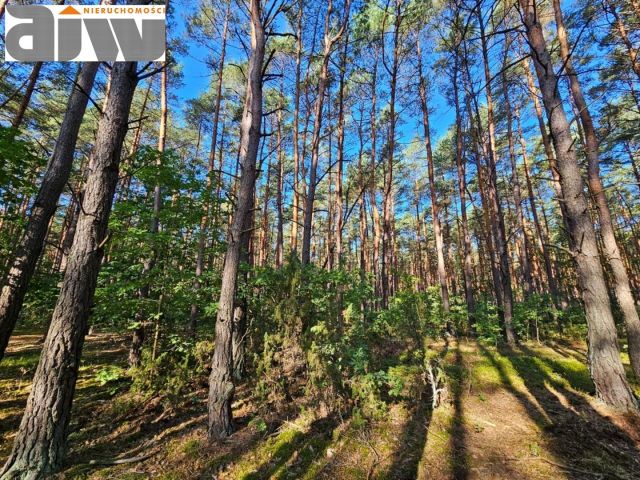 Działka budowlana Izabelin C. Zdjęcie 1