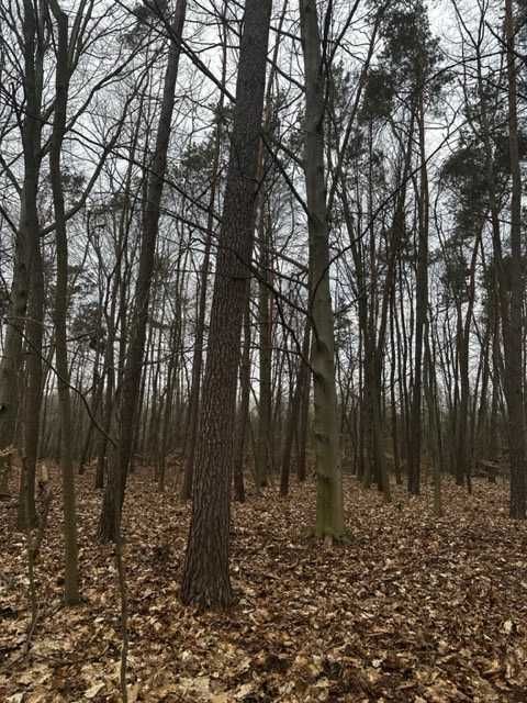 Działka leśna Budy. Zdjęcie 5