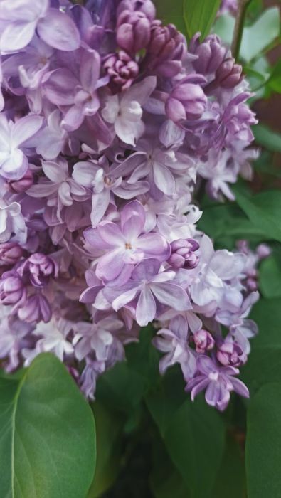 Działka rod Gdańsk Przymorze. Zdjęcie 3