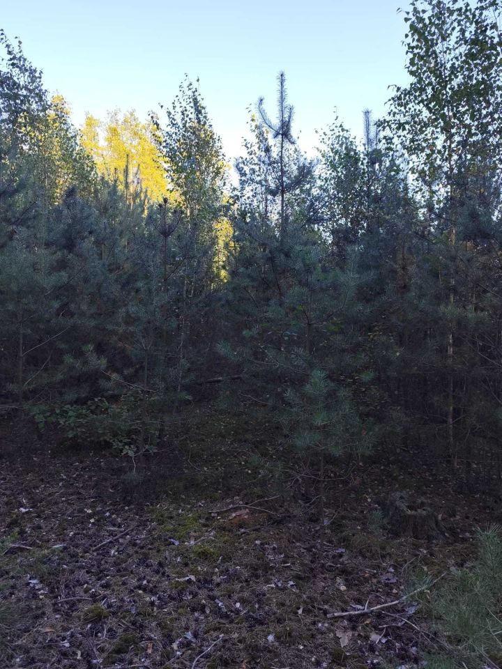 Działka leśna Podbiele. Zdjęcie 2