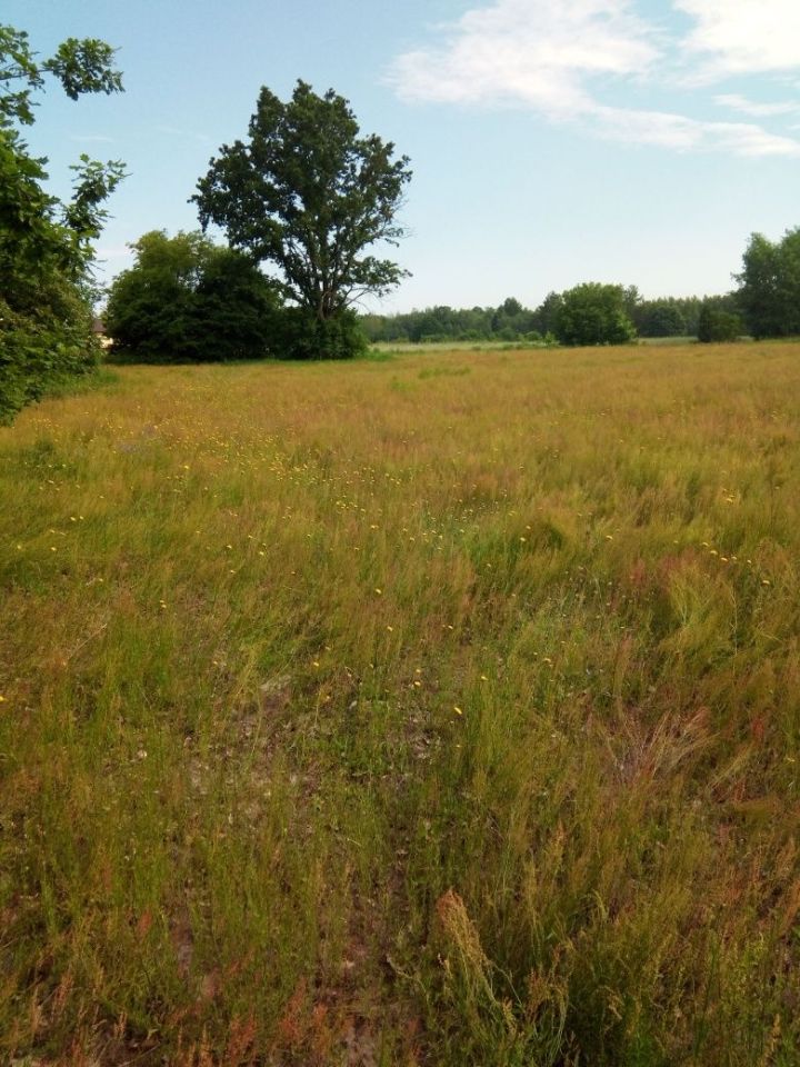 Działka siedliskowa Kajetanów. Zdjęcie 8