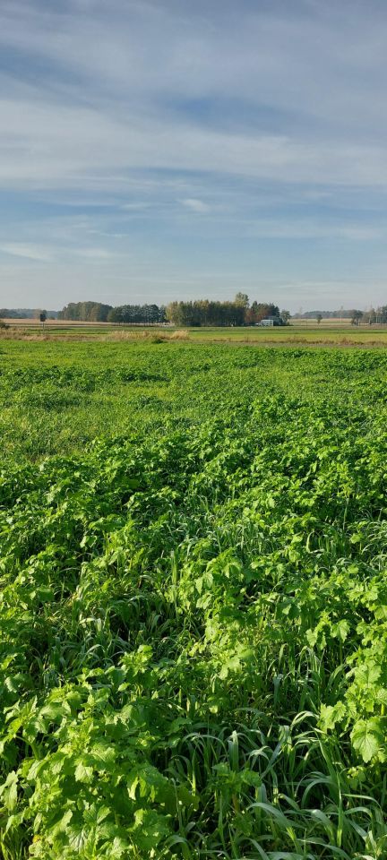 Działka budowlana Krukowo. Zdjęcie 4
