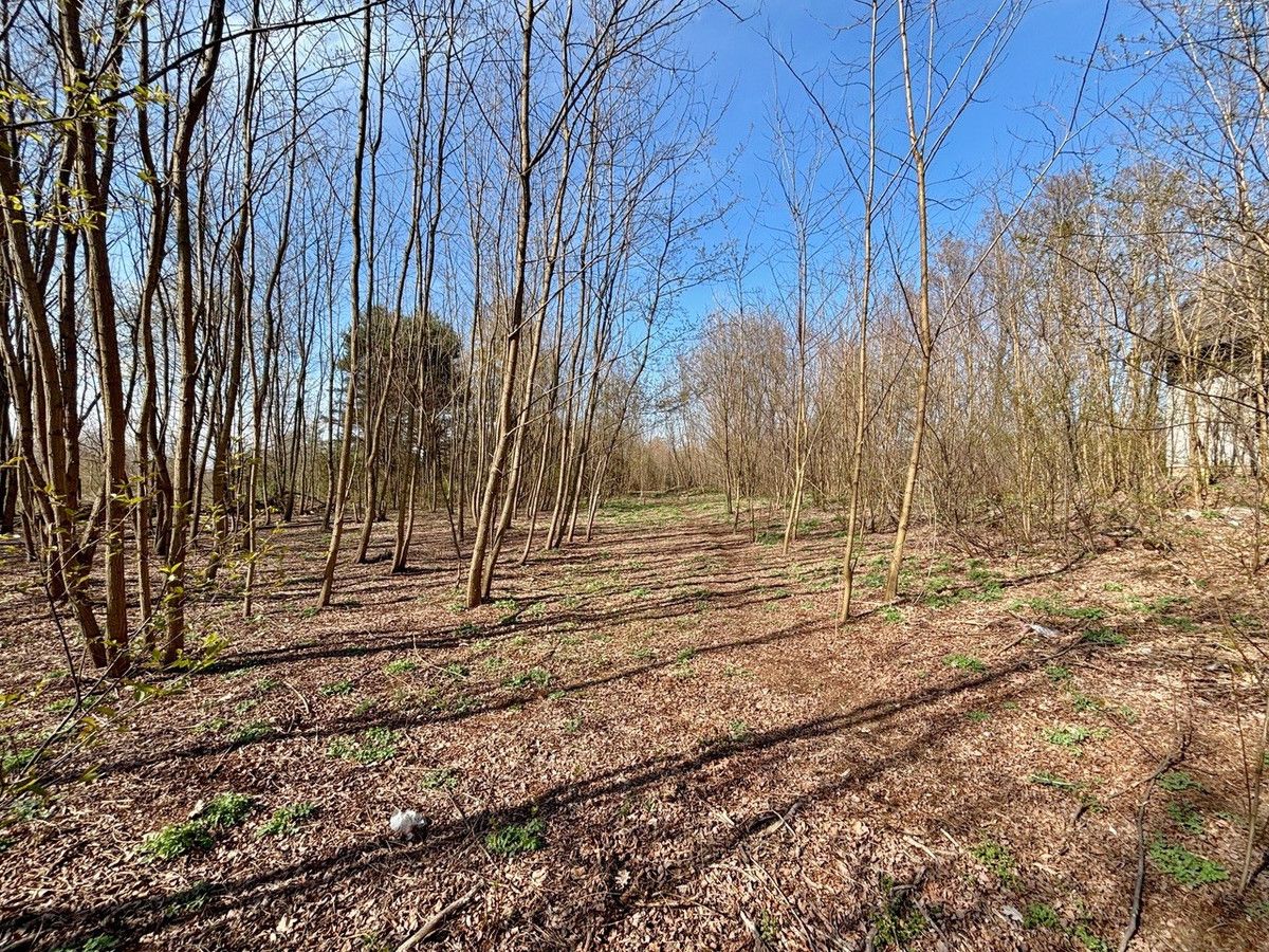 Działka inwestycyjna Żółwin. Zdjęcie 7