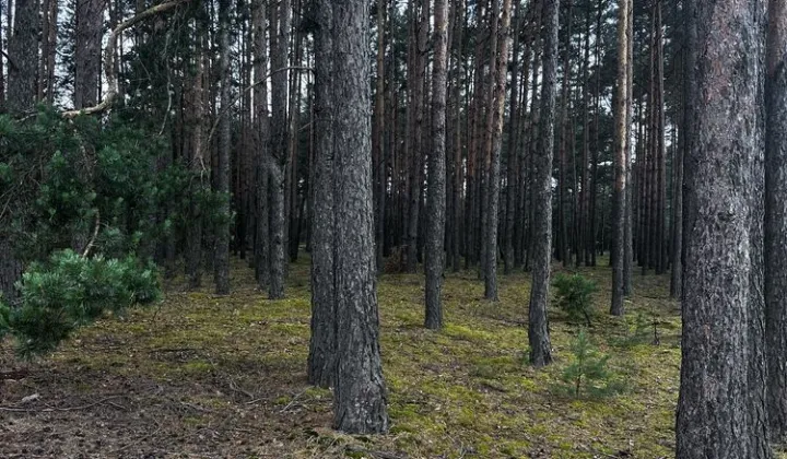 Działka budowlana Pszczółki