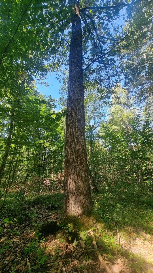 Działka leśna Piaski. Zdjęcie 6