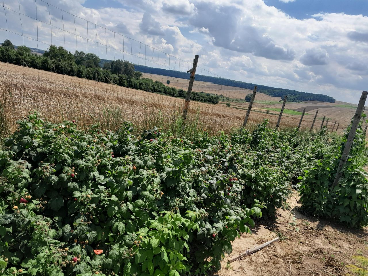 dom wolnostojący, 5 pokoi Grabowiec-Góra. Zdjęcie 14