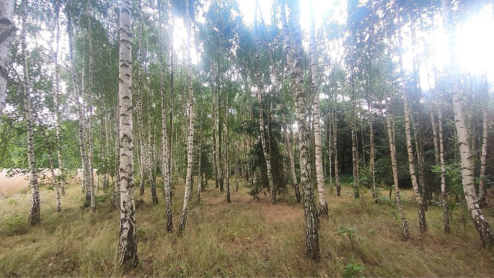 Działka rolno-budowlana Ługi. Zdjęcie 6