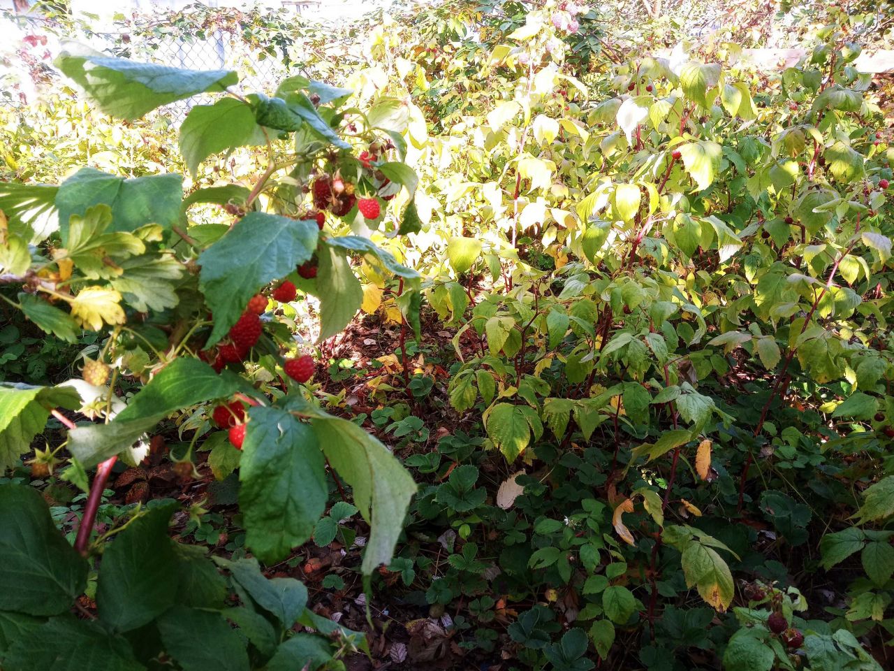 Działka rod Wejherowo, ul. Nadrzeczna. Zdjęcie 7