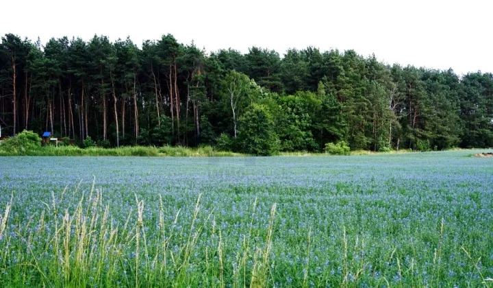 Działka rolna Borówiec