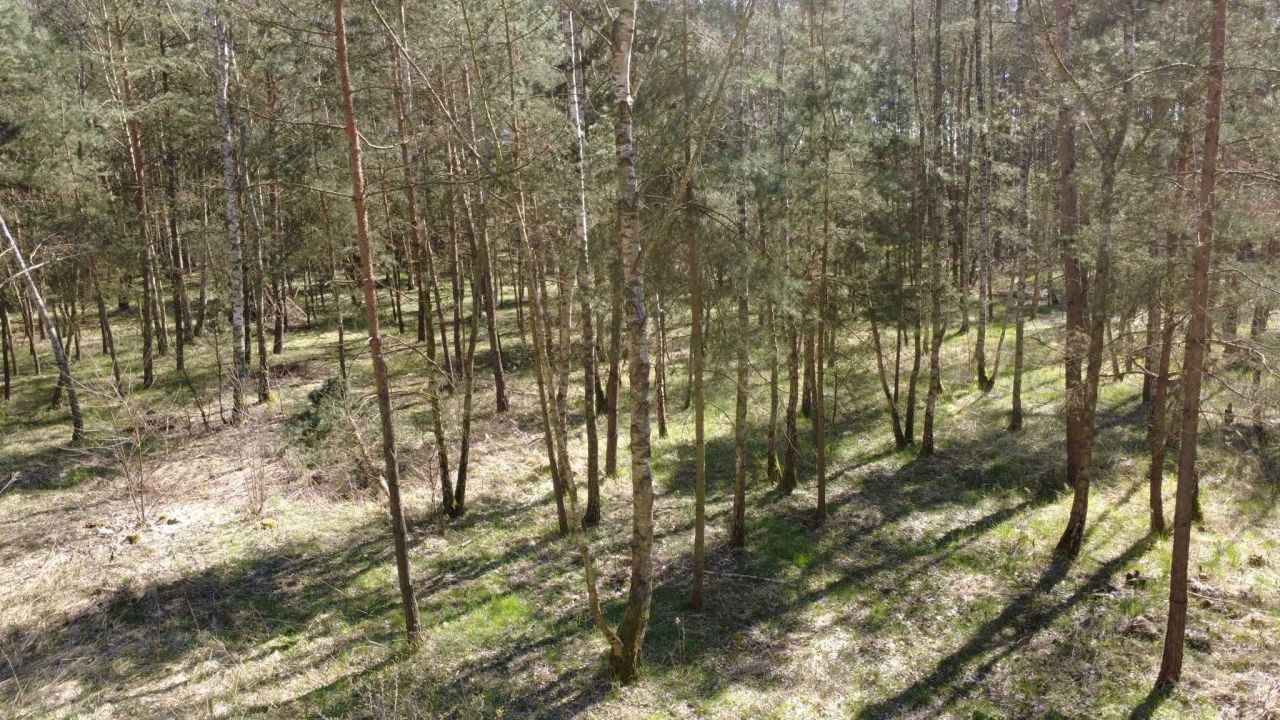 Działka budowlana Dziuplina. Zdjęcie 3