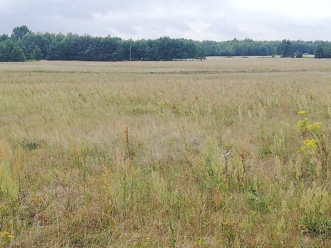 Działka budowlana Osiny-Kolonia. Zdjęcie 2