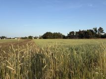 Działka rolno-budowlana Jeziorsko. Zdjęcie 4