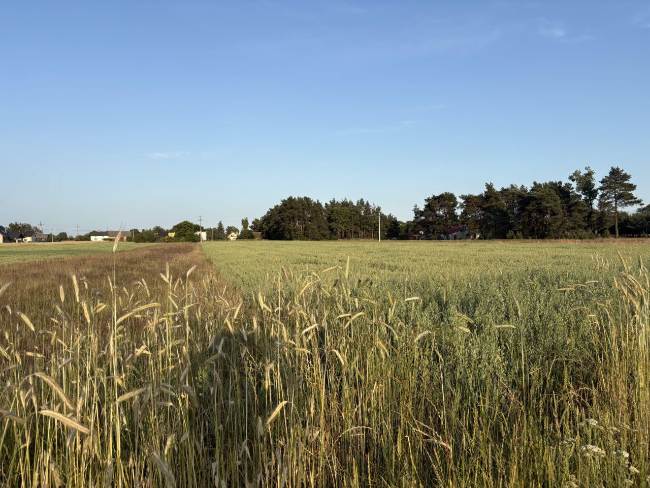 Działka rolno-budowlana Jeziorsko. Zdjęcie 5