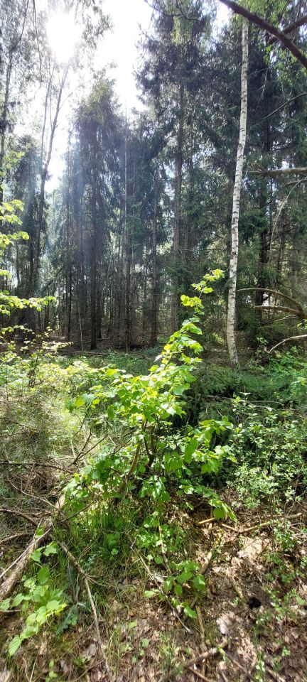 Działka budowlana Lisy. Zdjęcie 3