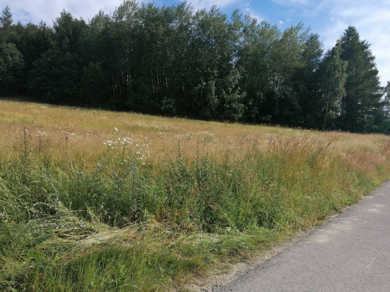 Działka budowlana Dzikowiec. Zdjęcie 2