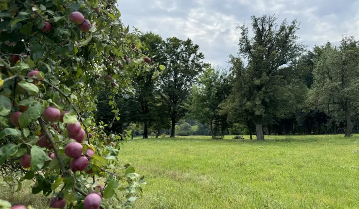 Działka budowlana Buchcice